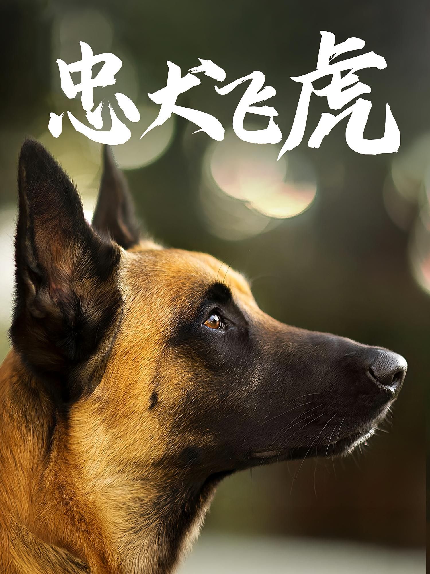 短剧忠犬飞虎在线播放，超高清画质全集完整版，沉浸式感受忠犬守护，情谊感人热血剧情尽享。  第1张
